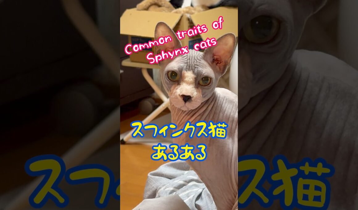 音楽入れ忘れてびっくり‼️貴方の知ってるスフィンクス猫の雑学#shorts #cat#funnycats #猫 #sphynx