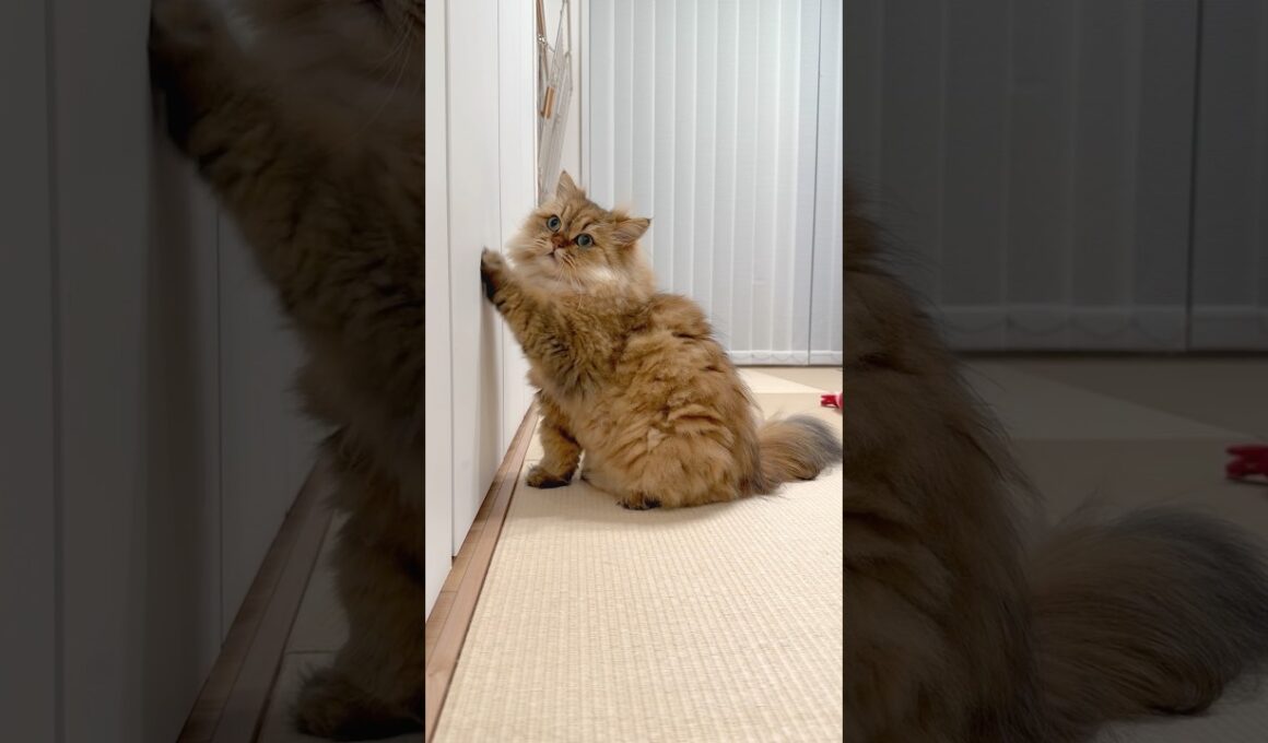 押し入れを開けてほしい猫 【サイベリアン】 #Shorts