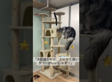 メインクーンみたいな大型猫、キャットタワーも大型じゃないとダメ？🤔 #メインクーン  #ラグドール  #猫のいる暮らし  #mainecoon #ragdoll