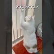 子猫の頃から行動が変わらない弟猫が可愛い