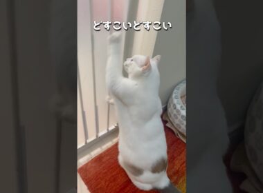 子猫の頃から行動が変わらない弟猫が可愛い