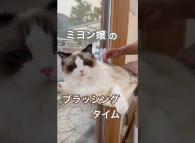ミヨン嬢のブラッシングタイム😽💕😚💓#ラグドール #猫好きさんと繋がりたい #猫のいる暮らし #ねこ動画