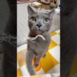 【ロシアンブルー】めろんのお鼻🐨と毛玉いっぱい😗【猫】#shorts