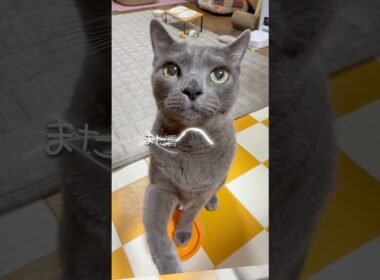 【ロシアンブルー】めろんのお鼻🐨と毛玉いっぱい😗【猫】#shorts