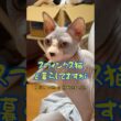 貴方が知らないスフィンクス猫の飼い主のつぼねについての考察🤣🤣🤣#shorts#cat #猫 #ねこ#funnycats