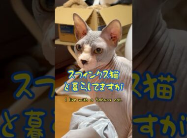 貴方が知らないスフィンクス猫の飼い主のつぼねについての考察🤣🤣🤣#shorts#cat #猫 #ねこ#funnycats
