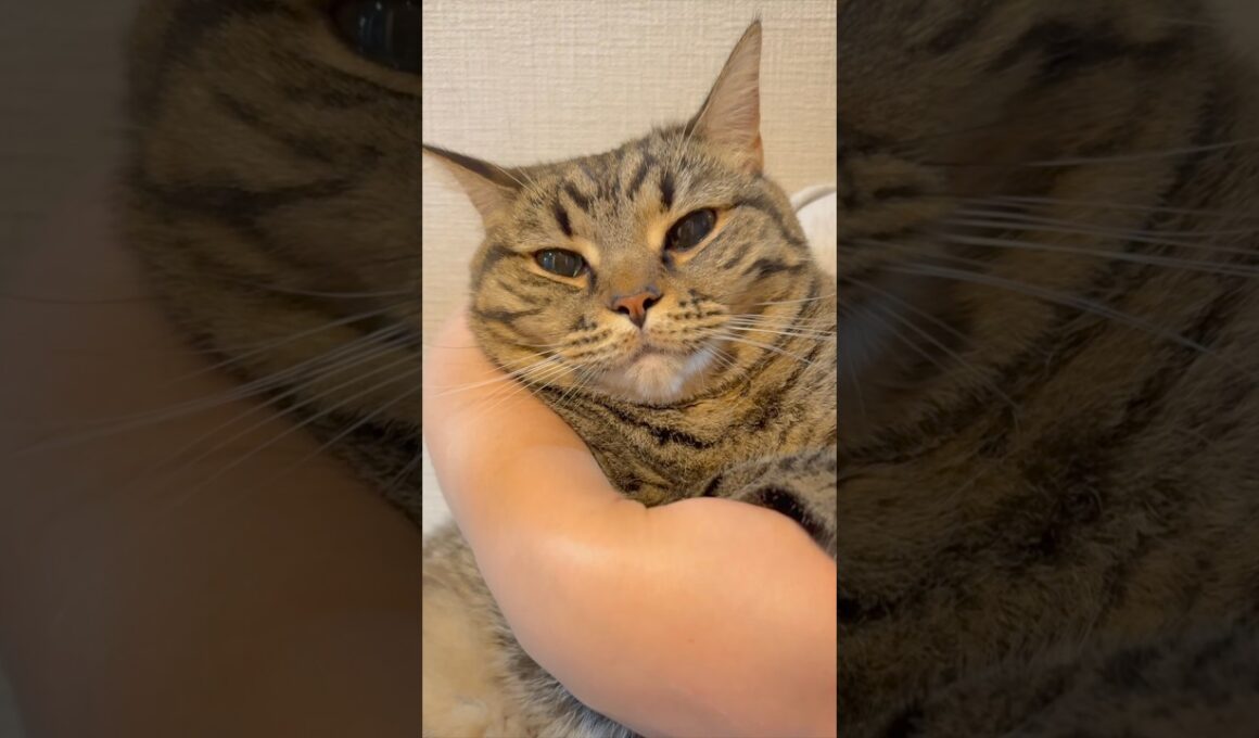 【祝】もふもふ猫たち、飼主帰宅で大喜び...!?笑 #cat #猫