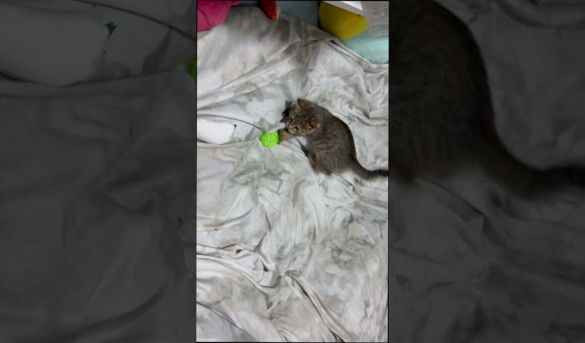 【元気なコンちゃん】#むぎほ #ひーくん #子猫 #保護猫