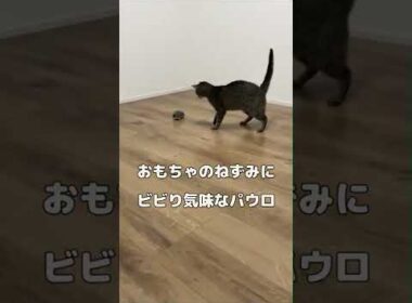おもちゃ(ダイソー)の猫にビビりすぎて思いがけず後ずさりしてしまう猫がこちら/A cat are afraid of a rat【エジプシャンマウ】#Shorts