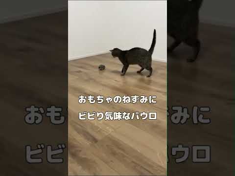 おもちゃ(ダイソー)の猫にビビりすぎて思いがけず後ずさりしてしまう猫がこちら/A cat are afraid of a rat【エジプシャンマウ】#Shorts