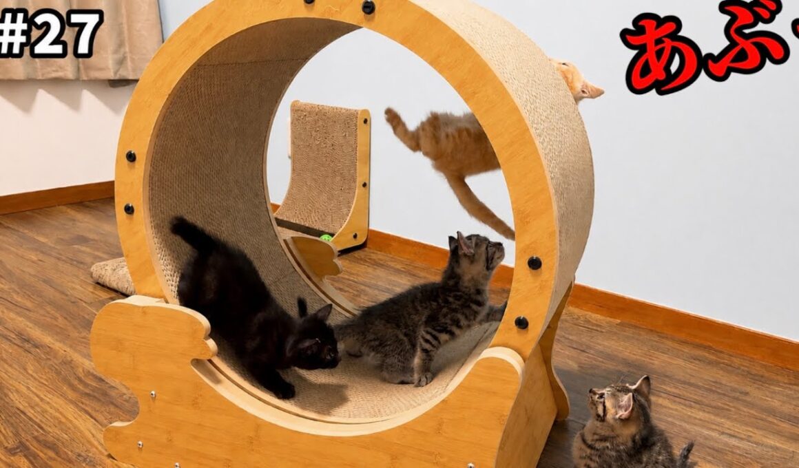 子猫用の大車輪がアトラクションすぎて宙に舞う