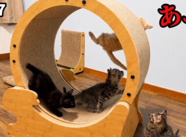 子猫用の大車輪がアトラクションすぎて宙に舞う
