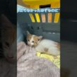 保護した子猫少し歩くようになりました　#子猫 #保護猫 #元野良猫