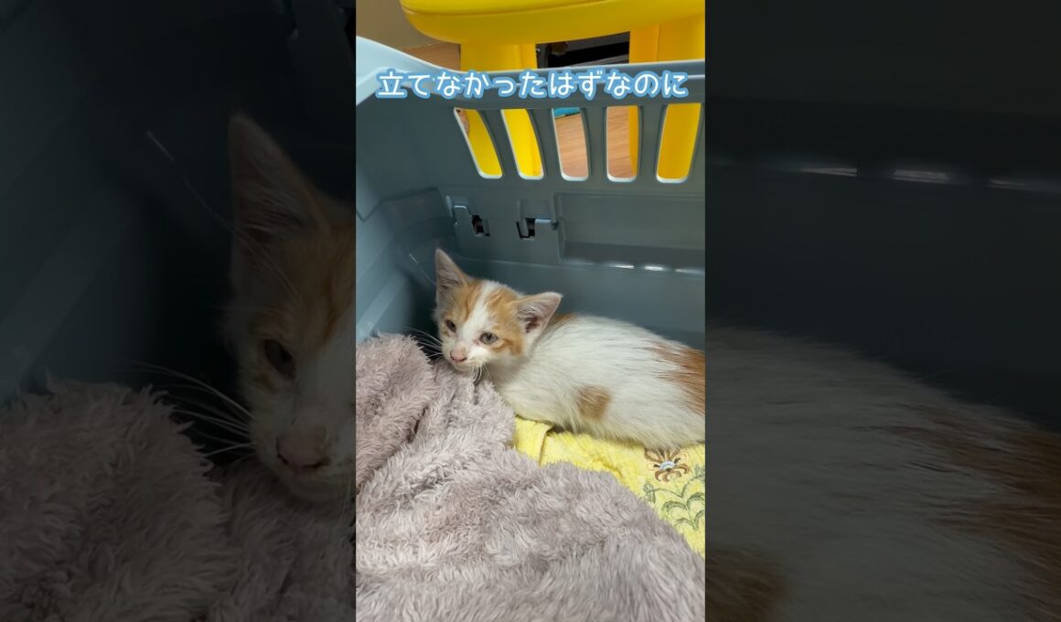 保護した子猫少し歩くようになりました　#子猫 #保護猫 #元野良猫