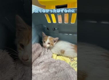 保護した子猫少し歩くようになりました　#子猫 #保護猫 #元野良猫