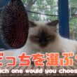 バーマン猫ラフ【どっちを選ぶ？】Which one would you choose?（バーマン猫ラフ）Birman/Cat