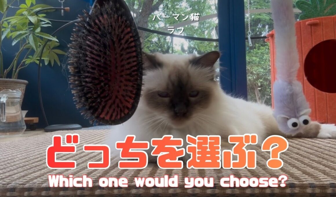 バーマン猫ラフ【どっちを選ぶ？】Which one would you choose?（バーマン猫ラフ）Birman/Cat