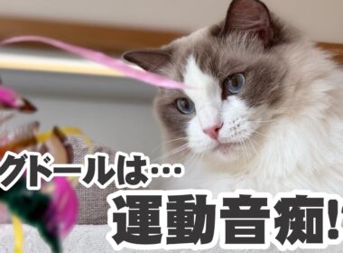 【検証】ラグドールは運動音痴？3兄妹が本気を出した結果…最後に裏切り者が現れました。