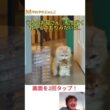 私は野生生まれじゃなくて、ただの家猫なんですけど..