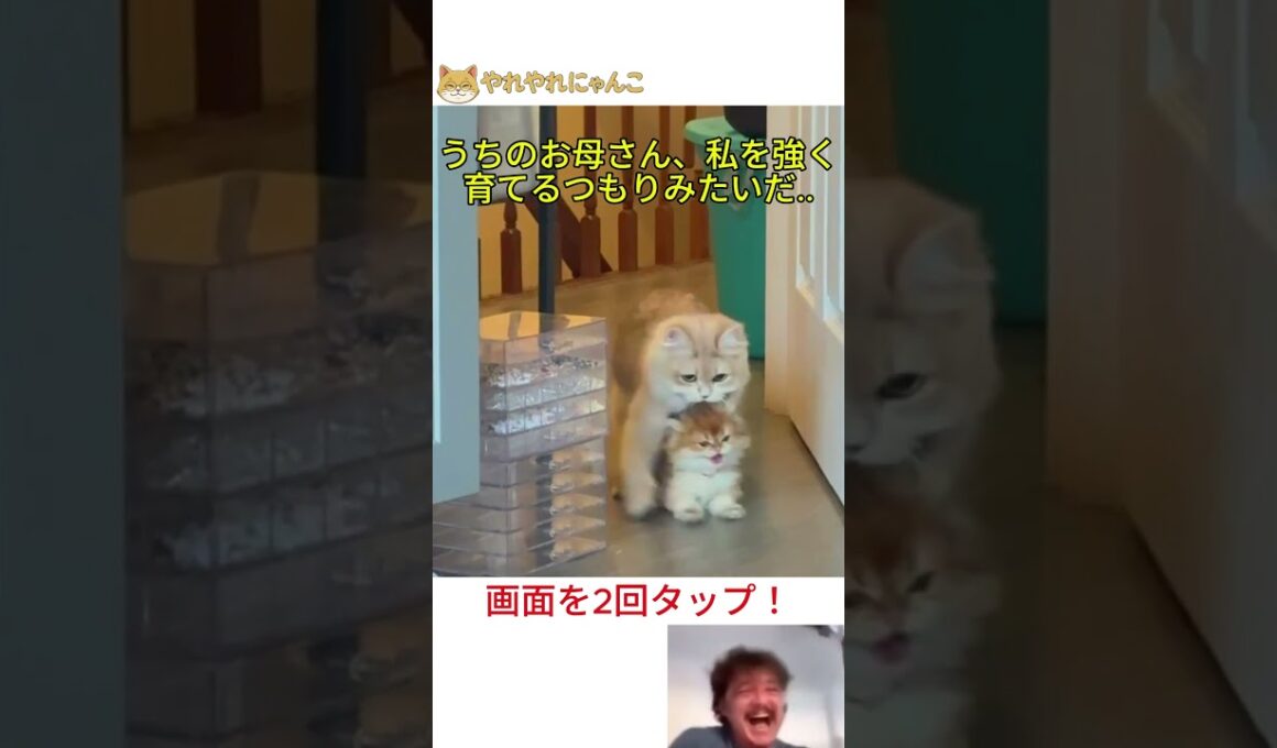 私は野生生まれじゃなくて、ただの家猫なんですけど..