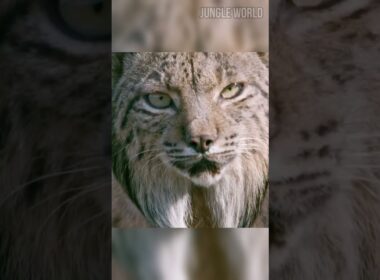 The Animal with Natural Snowshoes 🐾 #wildlife #animalfacts #lynx