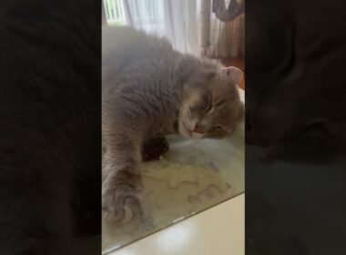 快適 #ねこ動画 #アメリカンカール #catshorts