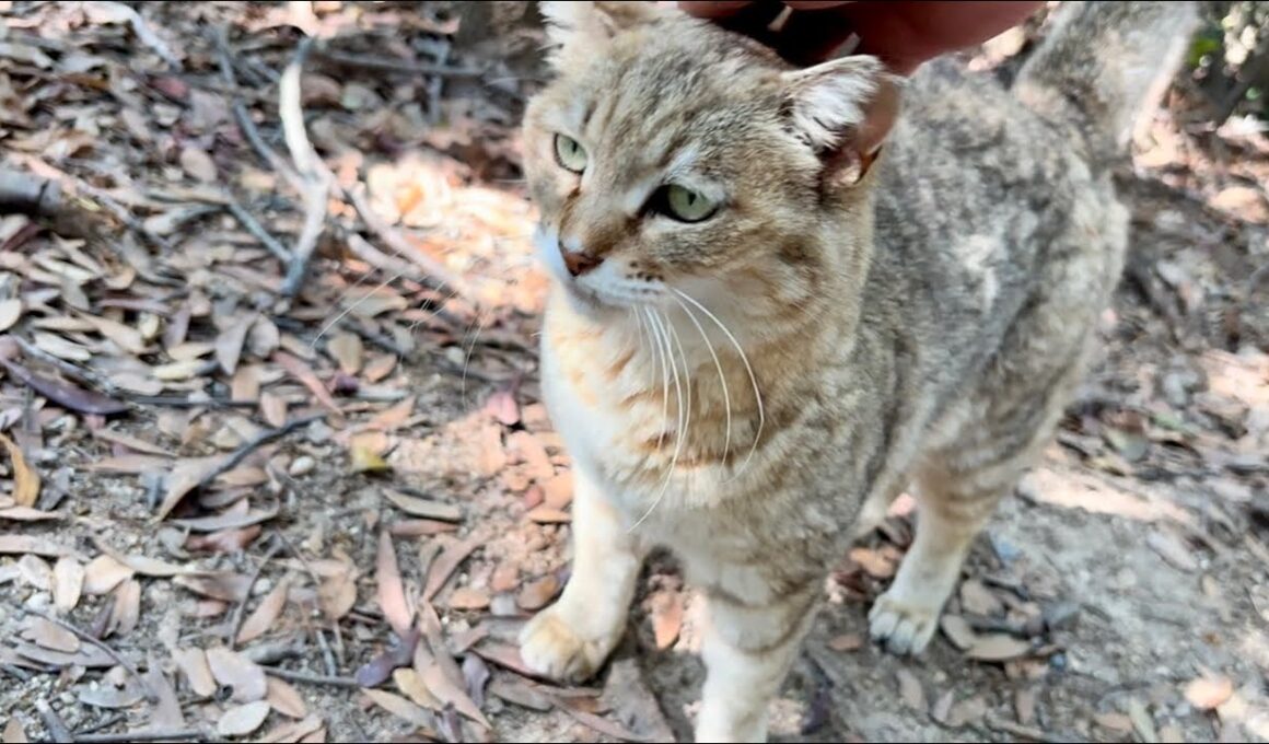 おしゃべり猫モナカ達のかわいい声があずきを呼んでくれるはず