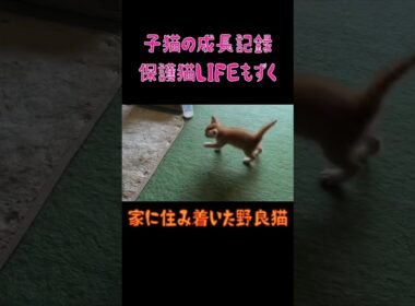 ２匹の子猫の成長記録😊