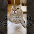 2026/06/18今日のかしちゃん #猫 #ペルシャ #カシス #cat #猫のいる暮らし