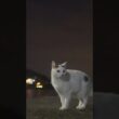 ゆきちゃん！磯に行くよ！梅雨の晴れ間の真夜中のお散歩！#熱海 #cat #ジャパニーズ・ボブテイル #伊豆 #猫のいる暮らし #保護猫 #相模灘 #野良猫 #animals