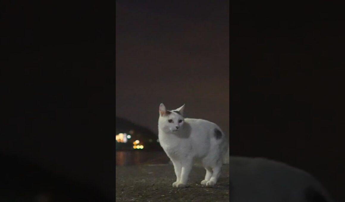 ゆきちゃん！磯に行くよ！梅雨の晴れ間の真夜中のお散歩！#熱海 #cat #ジャパニーズ・ボブテイル #伊豆 #猫のいる暮らし #保護猫 #相模灘 #野良猫 #animals