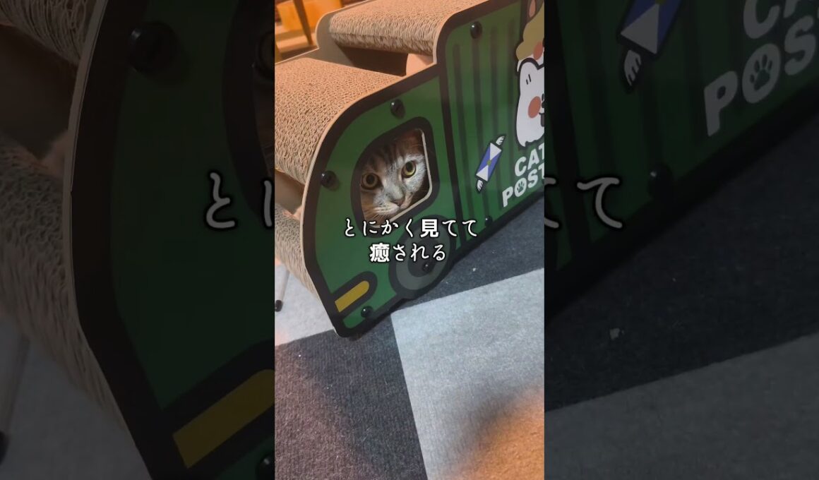 猫用爪研ぎトラックを一ヶ月使った感想