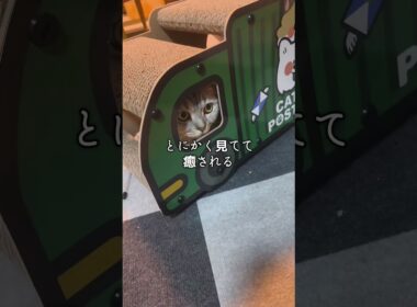 猫用爪研ぎトラックを一ヶ月使った感想