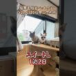 艶々トンキニーズ！猫専用ペットホテルお泊り『にゃんぱく岐阜三笠町店』#shorts #cat #猫ホテル
