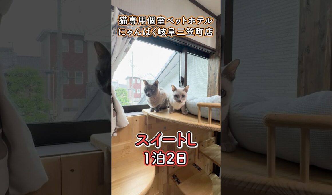 艶々トンキニーズ！猫専用ペットホテルお泊り『にゃんぱく岐阜三笠町店』#shorts #cat #猫ホテル
