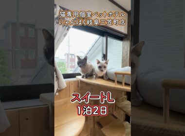 艶々トンキニーズ！猫専用ペットホテルお泊り『にゃんぱく岐阜三笠町店』#shorts #cat #猫ホテル