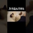 いつも背中とかお尻くっつけてきて暑ｶﾜｲｲ🍑 #shorts #猫 #ラグドール #甘えん坊猫 #ねこ #猫のいる暮らし