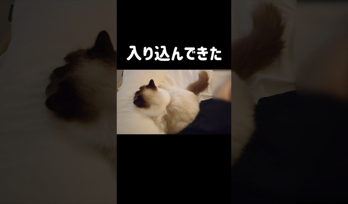 いつも背中とかお尻くっつけてきて暑ｶﾜｲｲ🍑 #shorts #猫 #ラグドール #甘えん坊猫 #ねこ #猫のいる暮らし