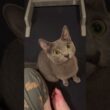 不思議そうに眺める猫【ロシアンブルーのちょんたん】#猫 #cat #ねこ #猫のいる暮らし #猫のいる生活 #猫動画 #shortvideo #shorts #short #catlife