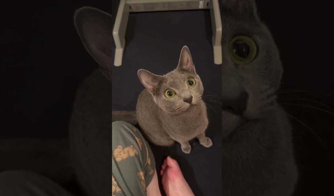 不思議そうに眺める猫【ロシアンブルーのちょんたん】#猫 #cat #ねこ #猫のいる暮らし #猫のいる生活 #猫動画 #shortvideo #shorts #short #catlife