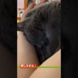 嬉しすぎて困っているロシアンブルー💖 世界一 お姉ちゃんが好き😻