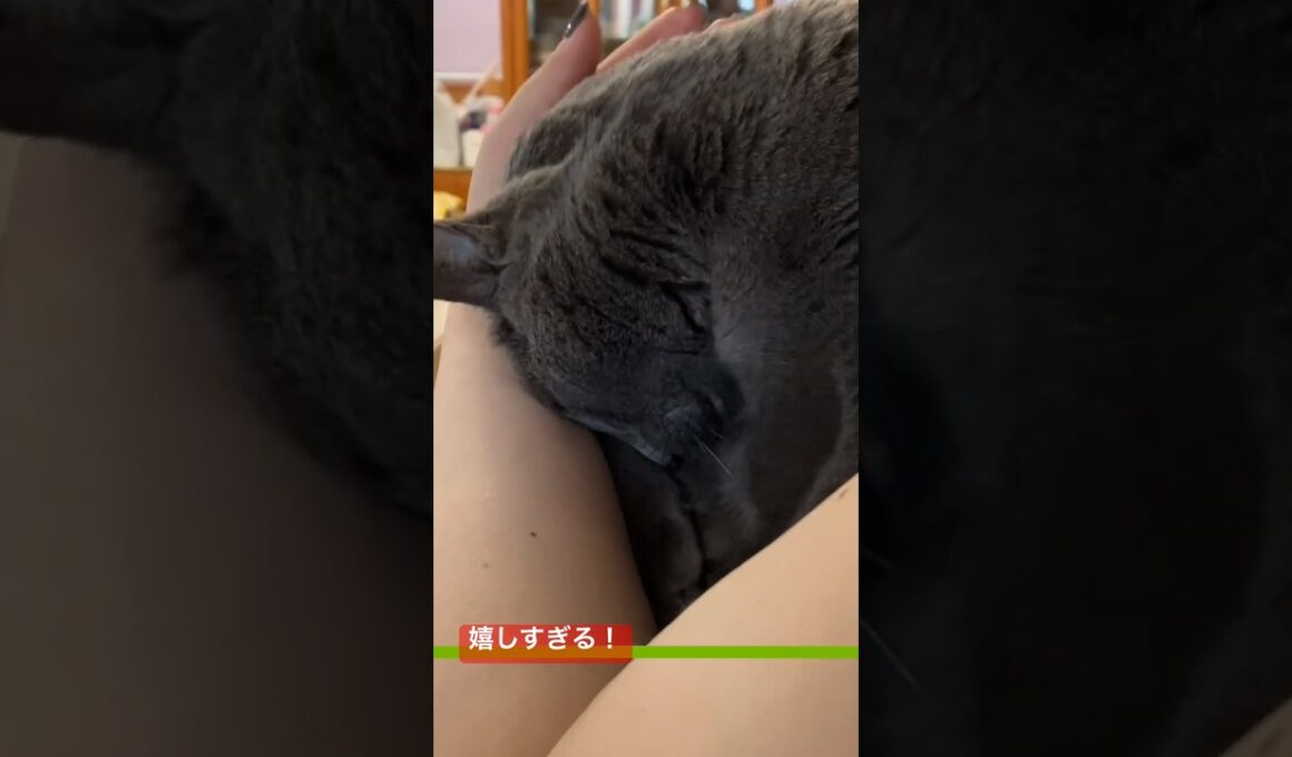 嬉しすぎて困っているロシアンブルー💖 世界一 お姉ちゃんが好き😻