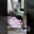 ごはんがもらえると勘違いした大型猫#shorts