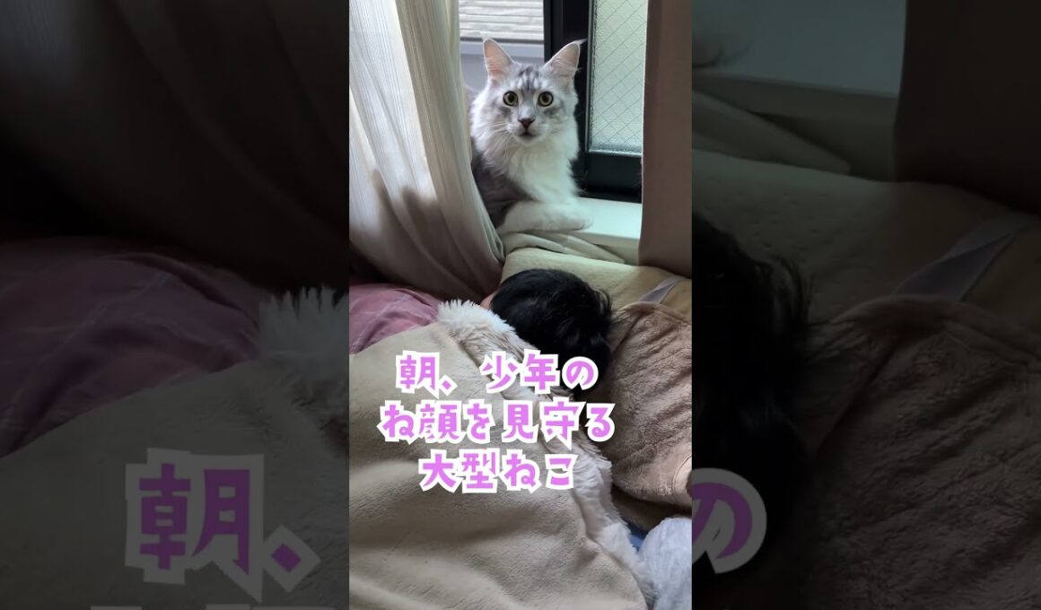 ごはんがもらえると勘違いした大型猫#shorts