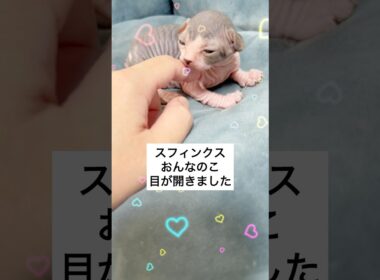 スフィンクスベビーの目が開きました♡♡♡げきかわ♡♡♡#shorts #スフィンクス #スフィンクス猫 #sphynx #子猫#猫動画