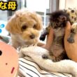 【ご報告あり】保護した子猫を全員犬派の実家に預けたら予想外の展開になりました
