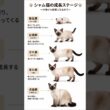 [Giipet] シャム猫の成長のステージ #シャム猫 #猫 #猫好き #猫のいる暮らし #fyp #猫好きさんと繋がりたい #猫のいる生活 #fypシ
