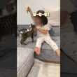 3歳の娘が子猫に日本語を教え込むとこうなりました【とらまる】
