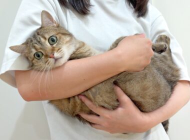 あんなに小さかった子猫が、ついに7歳になりました！