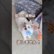 ハンターあんず😽狙った獲物は逃しません😉💕#ラグドール #猫好きさんと繋がりたい #猫のいる暮らし #ねこ動画